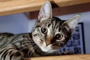 Vermisstmeldung Katze rassenmischung Männliche , 1 jahre Gruyères Schweiz
