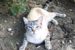 Vermisstmeldung Katze rassenmischung Männliche , 3 jahre Mathod Schweiz