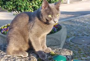 Vermisstmeldung Katze Männliche , 2 jahre Vich Schweiz