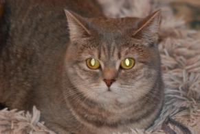 Vermisstmeldung Katze  Weiblich , 2 jahre Nyon Schweiz