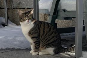 Vermisstmeldung Katze Weiblich , 2 jahre Treyvaux Schweiz