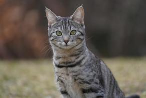 Vermisstmeldung Katze rassenmischung Weiblich , 2 jahre Gryon Schweiz