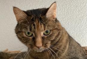 Vermisstmeldung Katze rassenmischung Weiblich , 6 jahre Troinex Schweiz