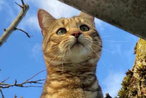 Vermisstmeldung Katze rassenmischung Männliche , 3 jahre Vufflens-la-Ville Schweiz