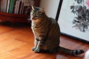 Vermisstmeldung Katze Weiblich , 11 jahre Pully Schweiz