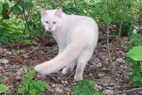 Vermisstmeldung Katze rassenmischung Männliche , 1 jahre Villars-sur-Glâne Schweiz