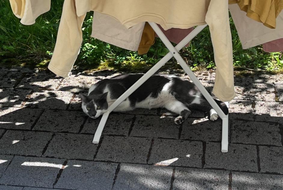 Fundmeldung Katze Unbekannt , 1 Jahr Zürich Schweiz