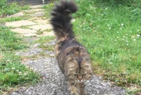 Fundmeldung Katze rassenmischung Unbekannt La Chaux-de-Fonds Schweiz