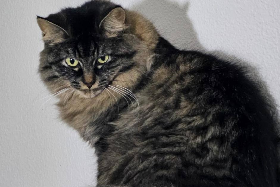 Vermisstmeldung Katze Weiblich , 3 jahre St Blaise Schweiz
