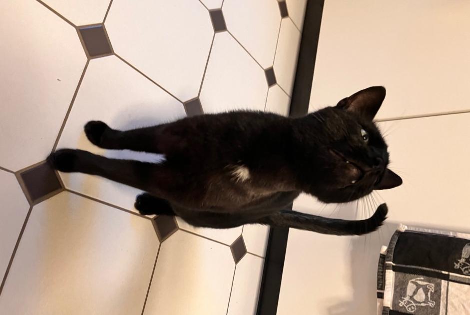 Fundmeldung Katze Unbekannt , 4 Jahre Pully Schweiz