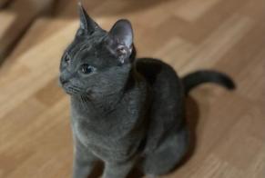 Vermisstmeldung Katze Weiblich , 4 jahre Chavannes-près-Renens Schweiz