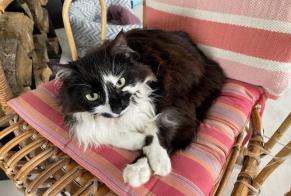 Vermisstmeldung Katze Weiblich , 3 jahre Fey Schweiz