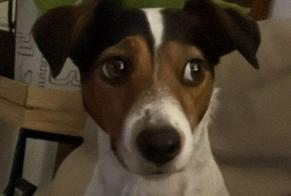 Vermisstmeldung Hund  Weiblich , 5 jahre Thônex Schweiz