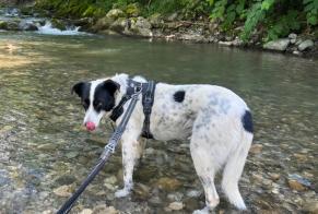 Vermisstmeldung Hund Weiblich , 6 jahre Jussy Schweiz