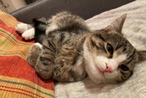 Vermisstmeldung Katze Männliche , 4 jahre Anniviers Schweiz