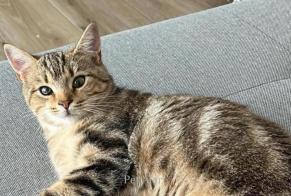 Vermisstmeldung Katze  Weiblich , 1 jahre Châtel-Saint-Denis Schweiz