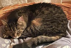 Vermisstmeldung Katze  Weiblich , 15 jahre La Chaux-de-Fonds Schweiz