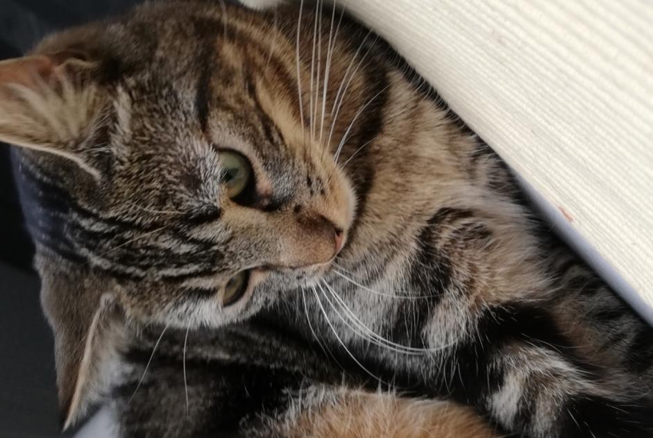 Vermisstmeldung Katze  Weiblich , 1 jahre Cornaux Schweiz