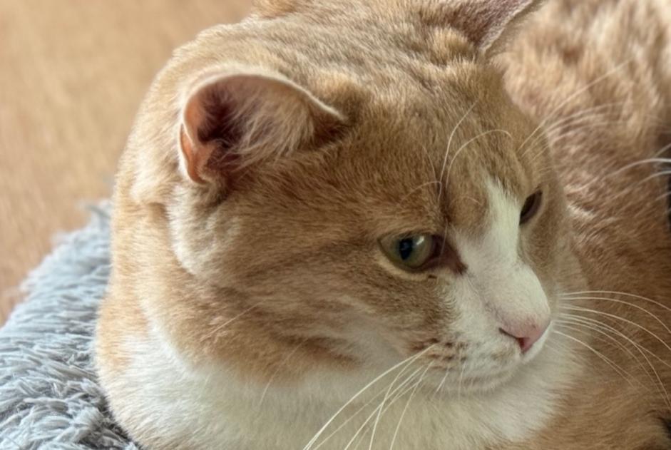 Vermisstmeldung Katze Männliche , 40 jahre Cortaillod Schweiz