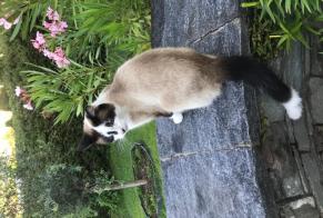 Fundmeldung Katze Unbekannt Vevey Schweiz