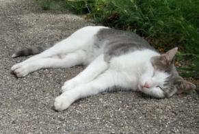 Vermisstmeldung Katze  Weiblich , 10 jahre Conthey Schweiz