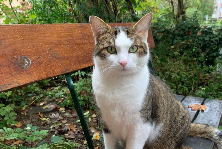 Vermisstmeldung Katze rassenmischung Männliche , 7 jahre Bern Schweiz