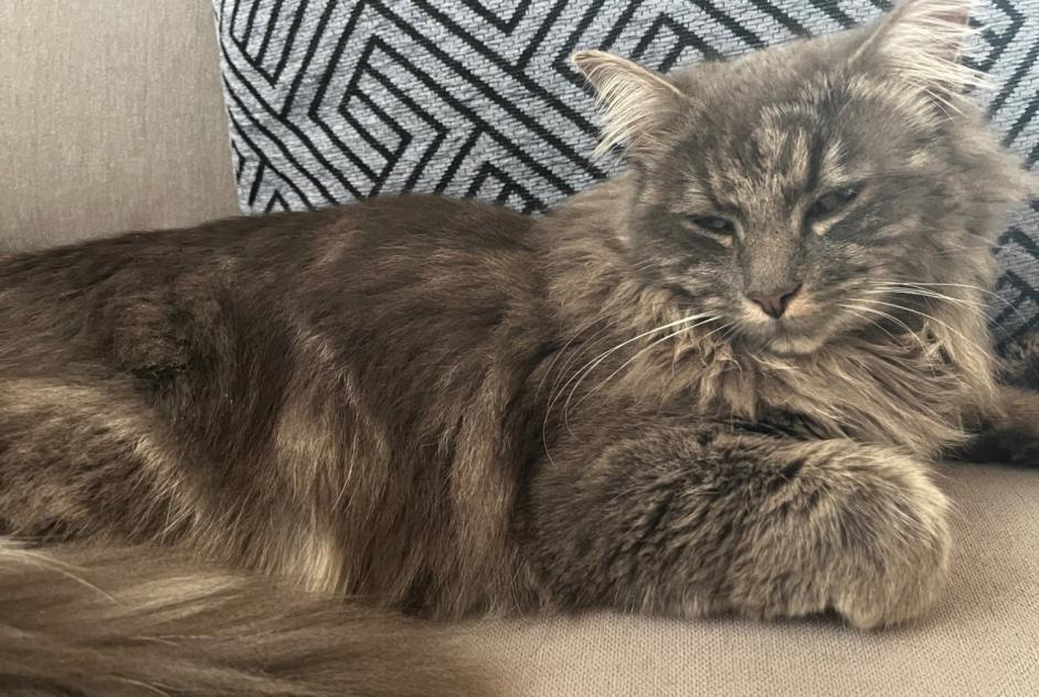 Vermisstmeldung Katze Weiblich , 1 jahre Vully-les-Lacs Schweiz