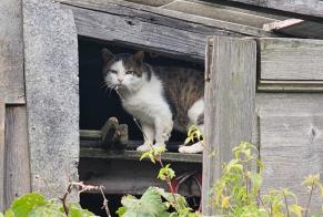 Fundmeldung Katze rassenmischung Unbekannt , 3 Jahre Martigny Schweiz