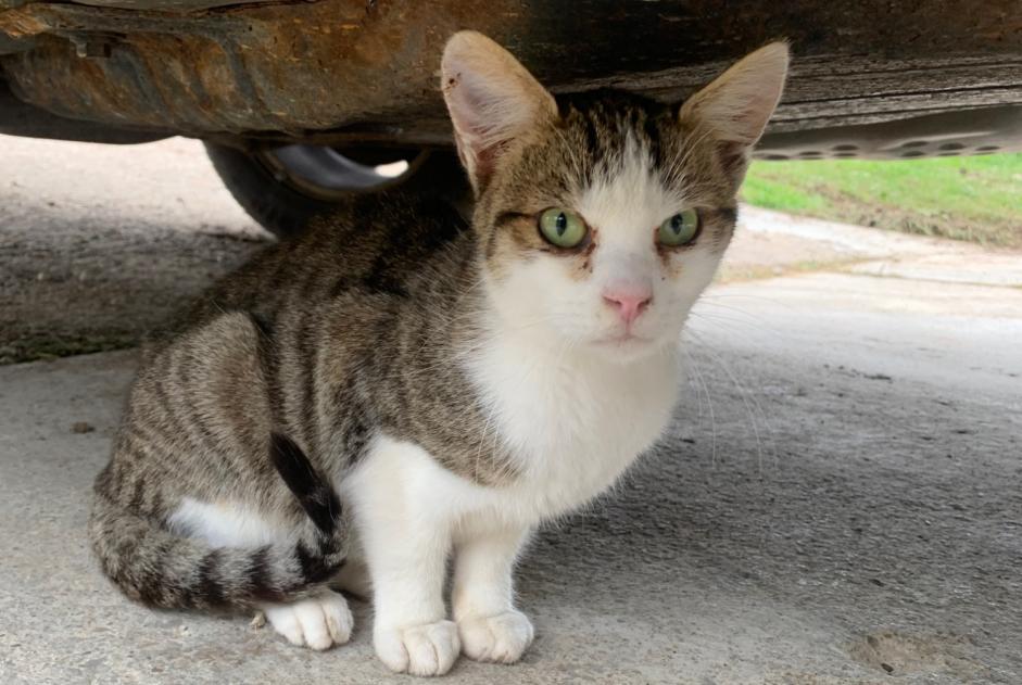 Fundmeldung Katze Unbekannt , Zwischen 4 und 6 Monaten Sainte-Croix Schweiz