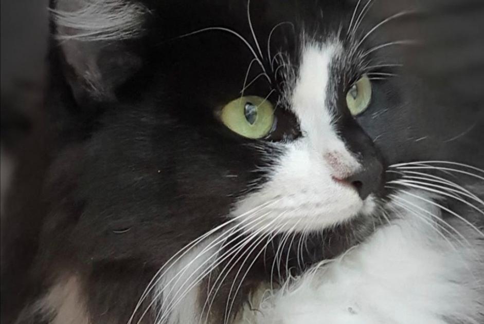 Vermisstmeldung Katze Männliche , 5 jahre Lausanne Schweiz