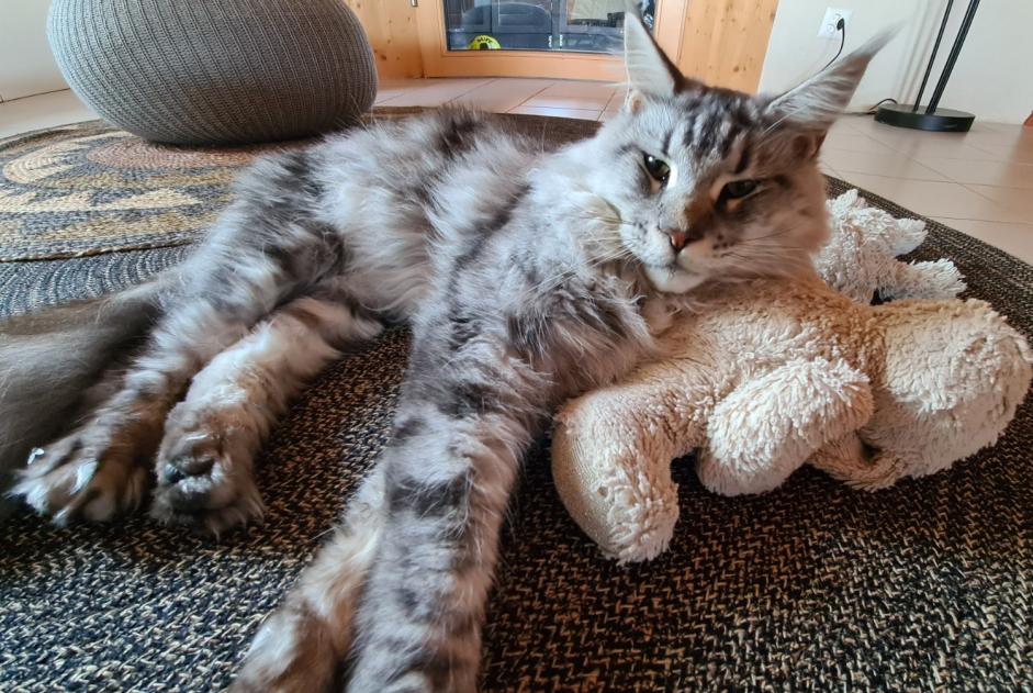 Vermisstmeldung Katze  Männliche , 1 jahre Châtillon Schweiz