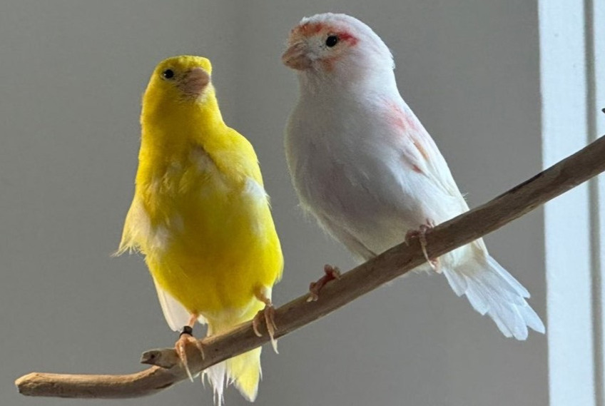 Vermisstmeldung Vogel Weiblich , 2024 jahre Genève Schweiz