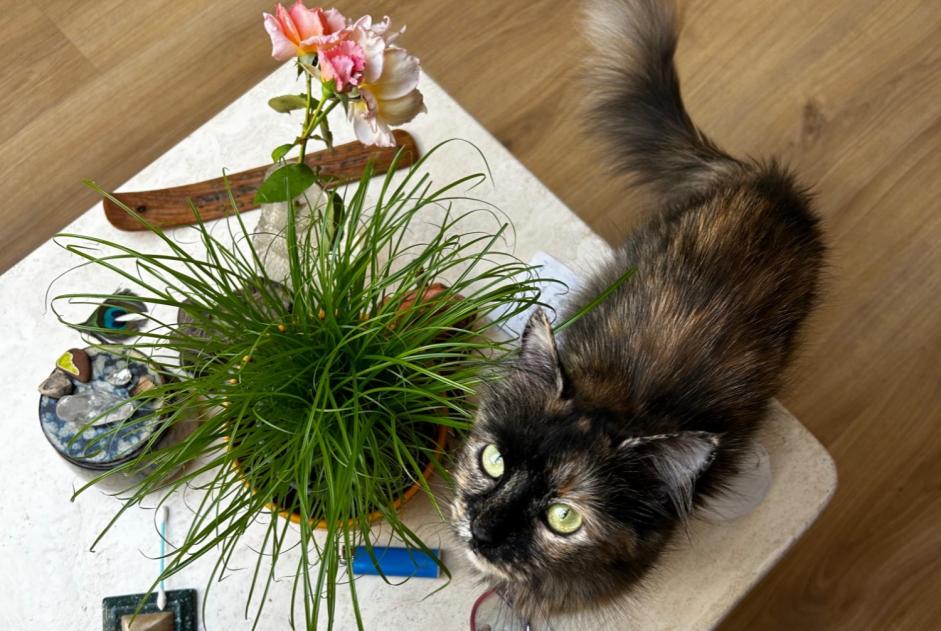 Vermisstmeldung Katze Weiblich , 3 jahre Val-de-Ruz Schweiz