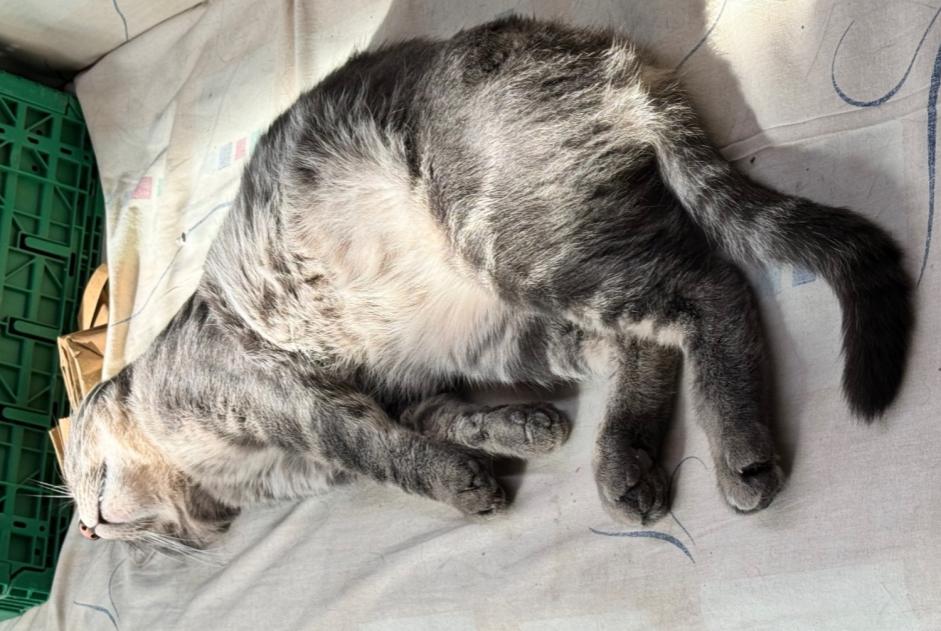 Vermisstmeldung Katze  Männliche , 5 jahre Lausanne Schweiz