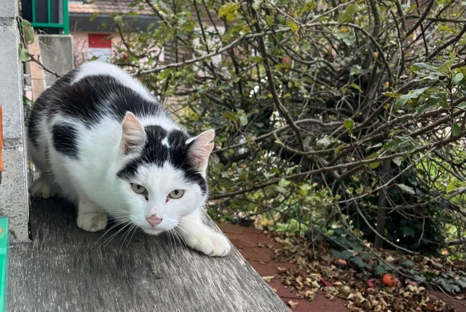 Fundmeldung Katze Unbekannt Etoy Schweiz