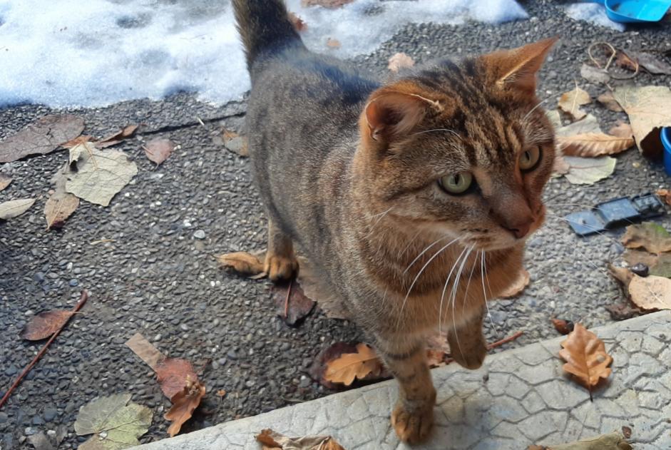 Fundmeldung Katze Unbekannt Martigny-Combe Schweiz