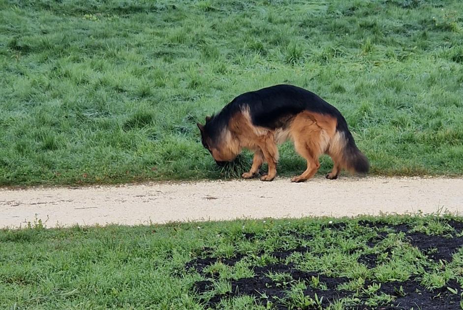 Fundmeldung Hund  Unbekannt Chavannes-près-Renens Schweiz