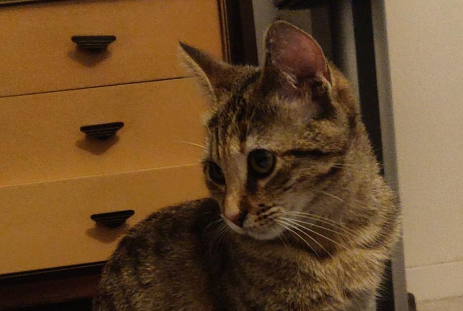 Vermisstmeldung Katze  Weiblich , 0 jahre Saint-Prex Schweiz