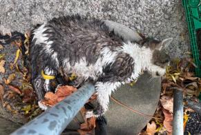 Fundmeldung Katze Unbekannt Bourg-en-Lavaux Schweiz