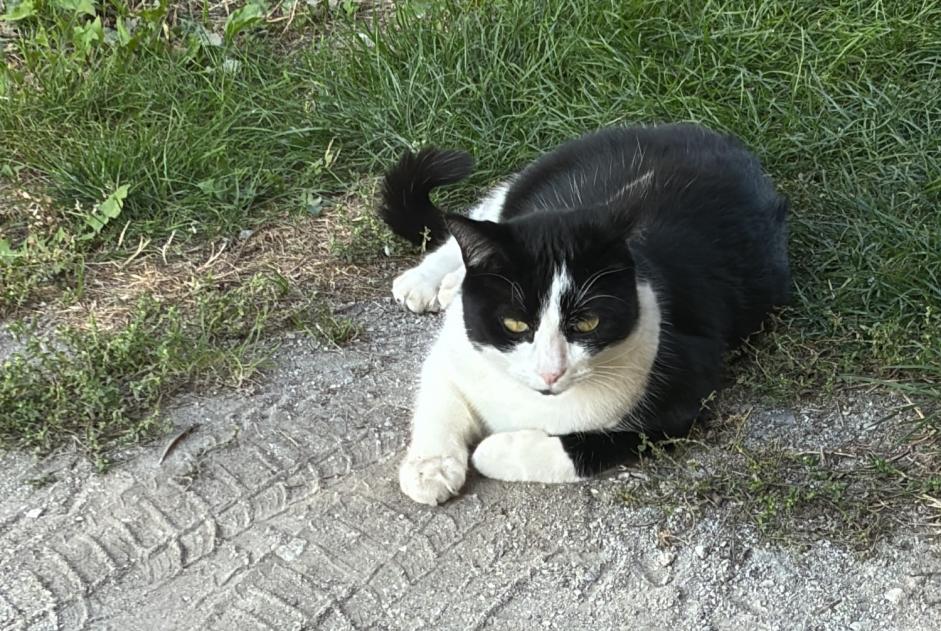 Vermisstmeldung Katze rassenmischung Männliche , 2 jahre Sierre Schweiz