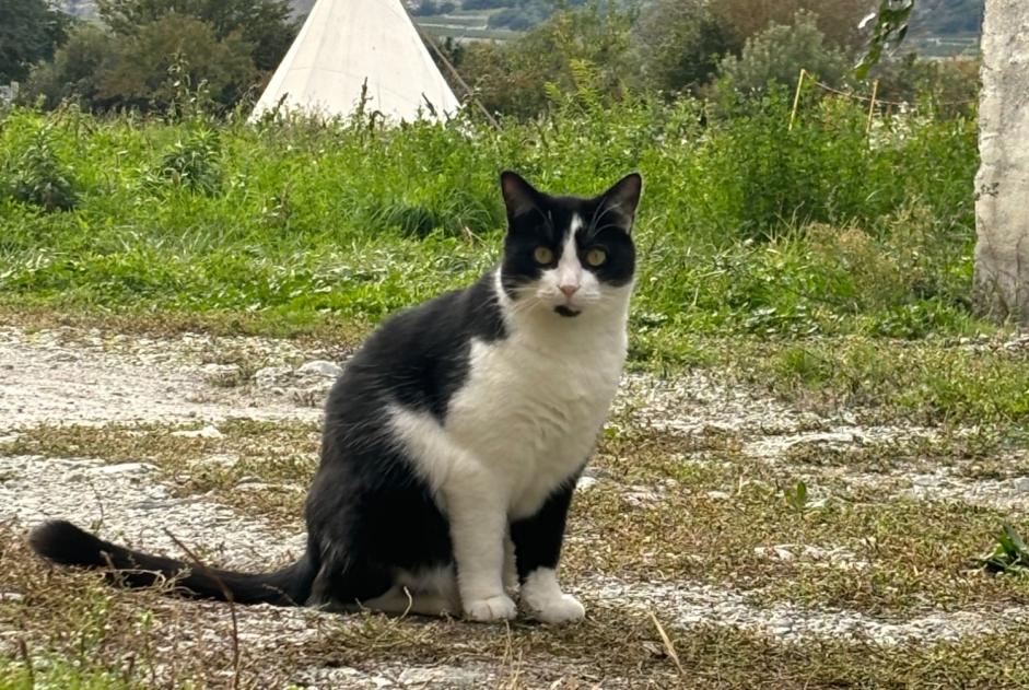 Vermisstmeldung Katze rassenmischung Männliche , 2 jahre Sierre Schweiz