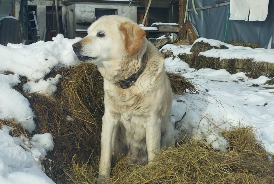 Fundmeldung Hund  Unbekannt Val-de-Ruz Schweiz