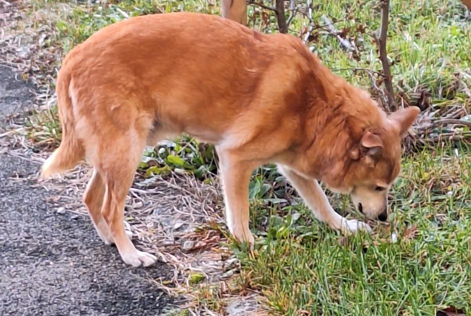 Fundmeldung Hund Männliche Hauterive Schweiz