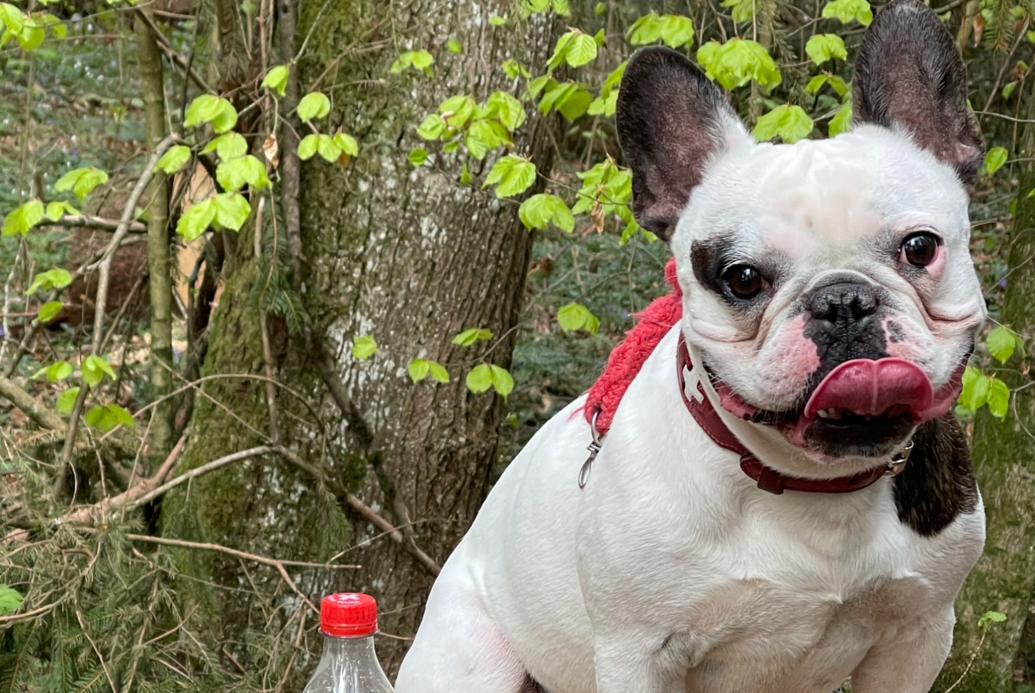 Vermisstmeldung Hund  Männliche , 6 jahre Bulle Schweiz