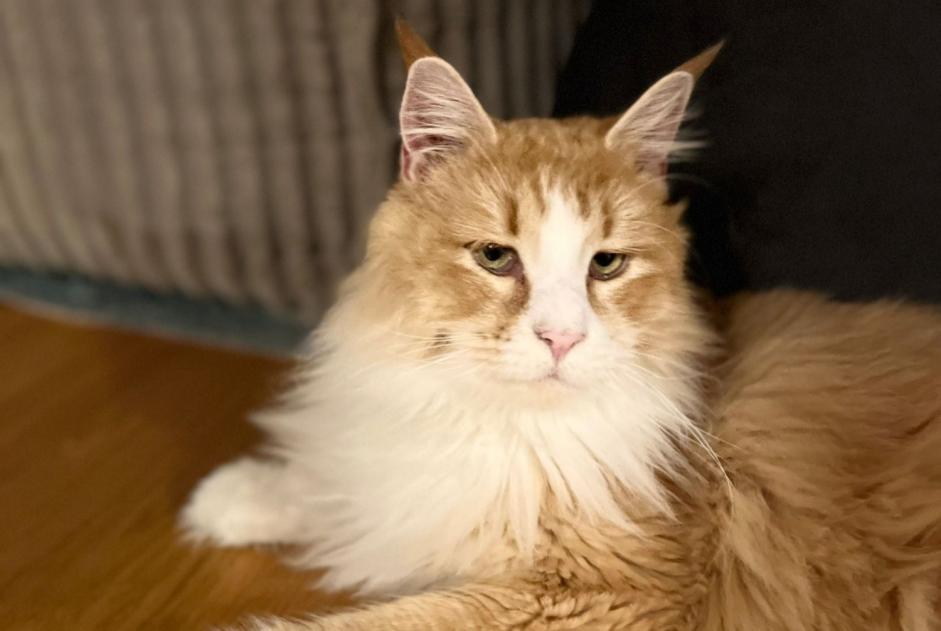 Vermisstmeldung Katze  Männliche , 3 jahre Burgdorf Schweiz