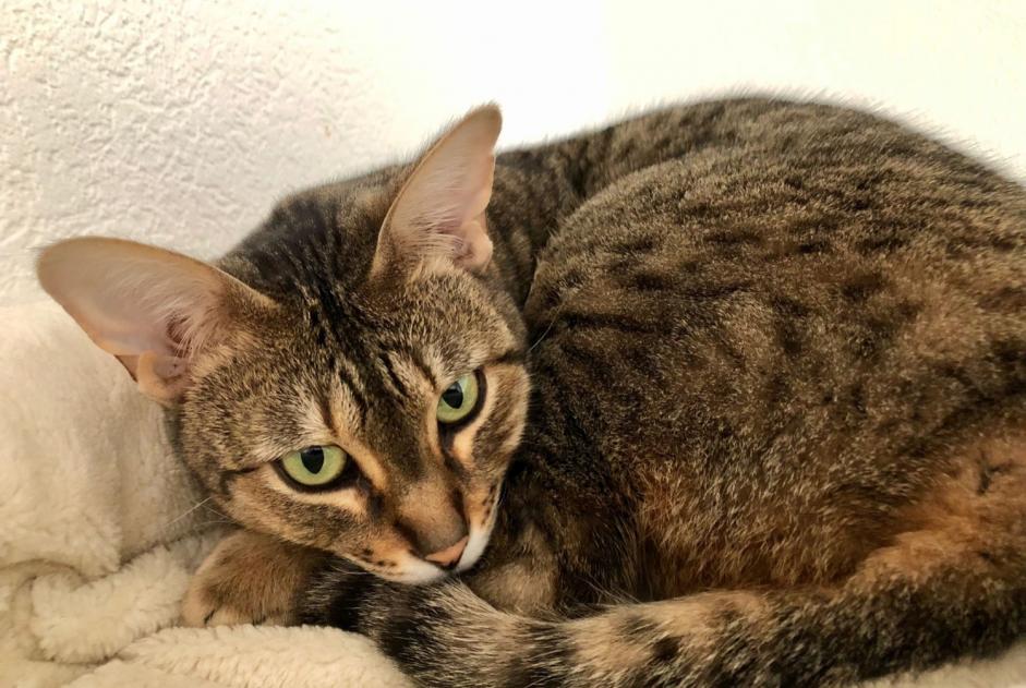 Vermisstmeldung Katze  Weiblich , 5 jahre Veyrier Schweiz