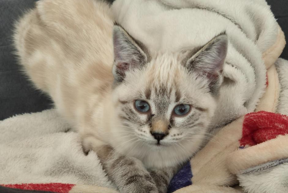 Vermisstmeldung Katze rassenmischung Weiblich , 1 jahre Saxon Schweiz