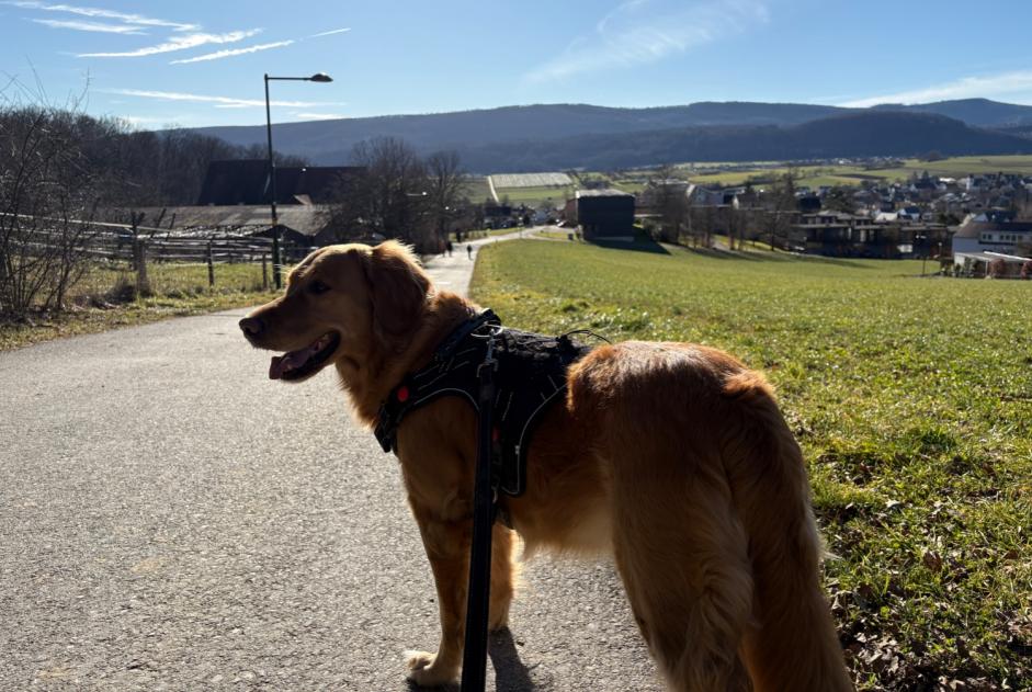 Vermisstmeldung Hund  Weiblich , 5 jahre L'Abbaye Schweiz