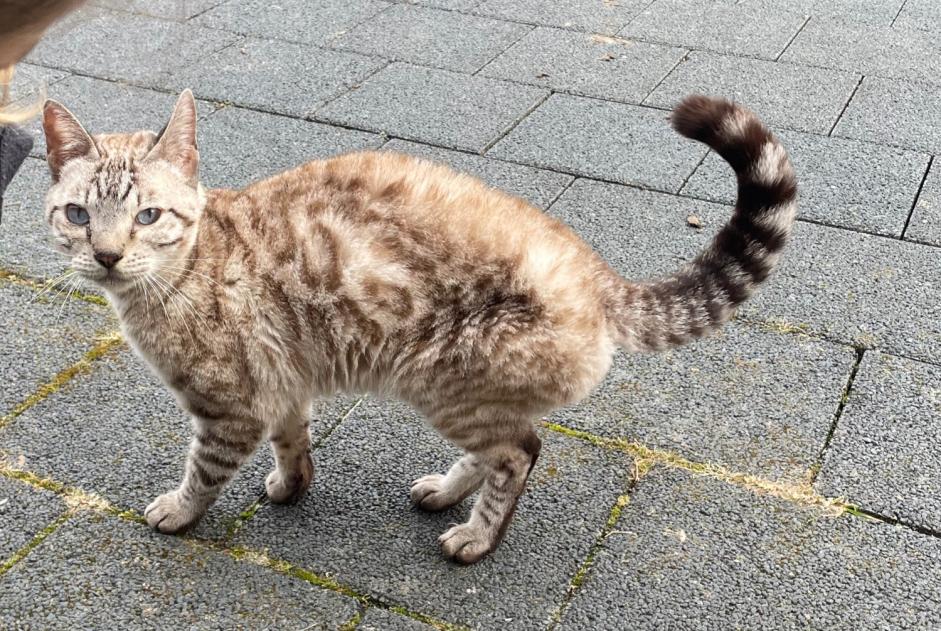 Fundmeldung Katze rassenmischung Weiblich Payerne Schweiz