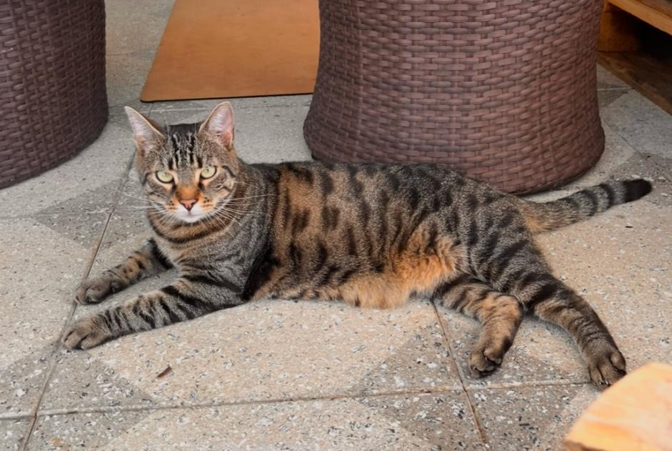 Vermisstmeldung Katze  Männliche , 4 jahre Villars-sur-Glâne Schweiz